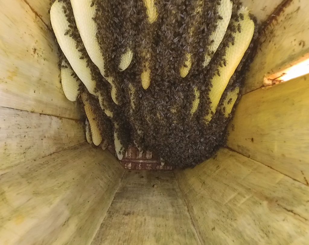 пчёлы в колоде