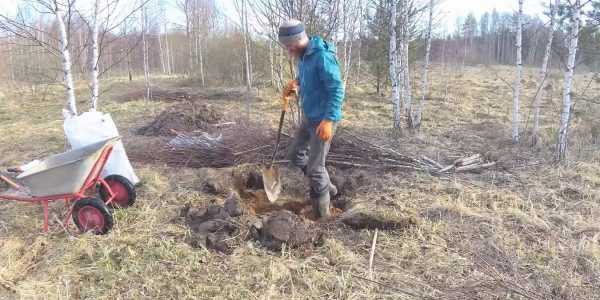 Посадка плодовых деревье в саду