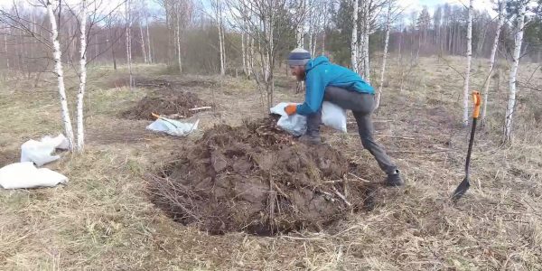 Посадка плодовых деревье в саду